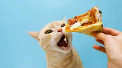 Nejnebezpečnější potraviny pro kočky: které potraviny je mohou stát zdraví