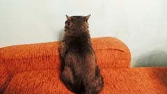 Nečekejte, až se kočka „ozve“ – vytvořte jí podmínky, aby sama chtěla navázat kontakt