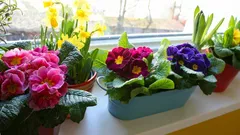 Jak mít kvetoucí parapet po celý rok: 5 rostlin a jedno rozhodující tajemství
