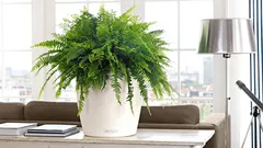 Kapradina jako zvlhčovač vzduchu: co je pravda a co je výmysl