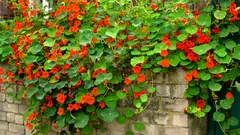 Léta jsem pěstoval tuto květinu a nevěděl, že je jedlá