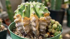 Jak zachránit kaktus před hnilobou: příznaky, příčiny a správný režim