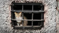 Proč jsou kočky, které nikdy nechodí ven, často apatické a přibírají na váze