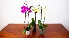 Jak přimět orchidej, aby doma znovu kvetla