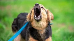 Tajemství klidných setkání s jinými psy: Co dělají profesionálové