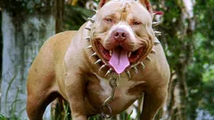 Nebezpečná plemena psů: jak fungují zákazy a proč často nefungují